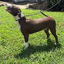 Thumbnail photo of Rusty #2