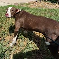 Thumbnail photo of Rusty #3