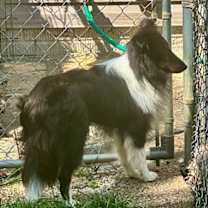 Thumbnail photo of WATSON #4