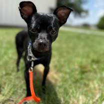 Thumbnail photo of Myro #2