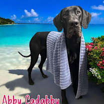 adopt-pet