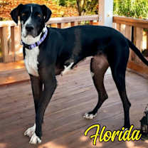 adopt-pet