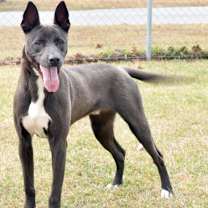 Thumbnail photo of Ricky Bobby #1