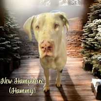 adopt-pet