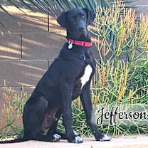 adopt-pet