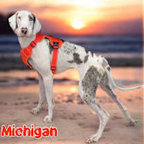 adopt-pet