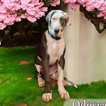 adopt-pet