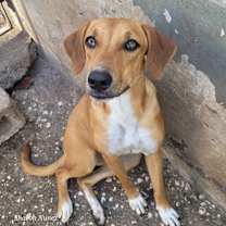 adopt-pet