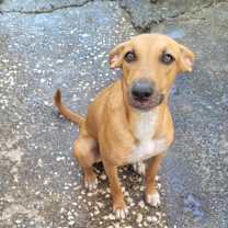adopt-pet