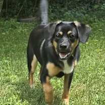 Thumbnail photo of gonzo #3