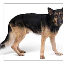adopt-pet