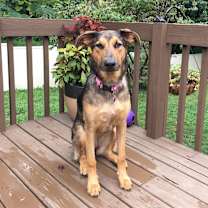 Thumbnail photo of Lizzie #1