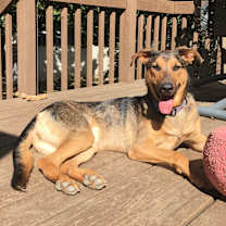 Thumbnail photo of Lizzie #2