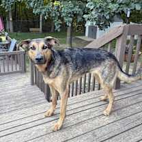 Thumbnail photo of Lizzie #4