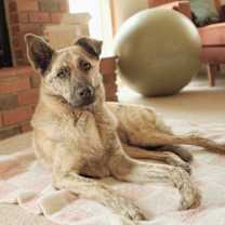 Thumbnail photo of Lou #1