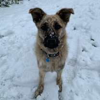 Thumbnail photo of Lou #3