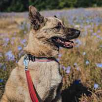 Thumbnail photo of Lou #4