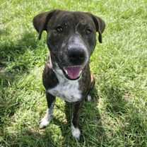 Thumbnail photo of CHANCE #2