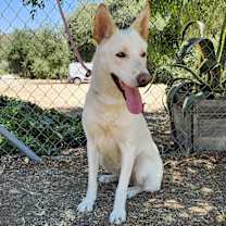 Thumbnail photo of Chrysanthemum #3