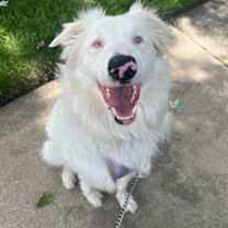 Thumbnail photo of Pippin #1