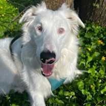 Thumbnail photo of Pippin #3