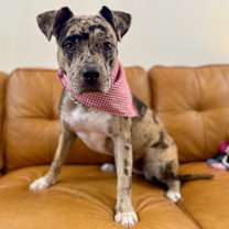 Thumbnail photo of Evee petite perfection in every way #1