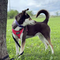 Thumbnail photo of Macy #3