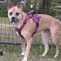 Thumbnail photo of Libby Lou in CT #4