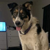 Thumbnail photo of Cher #1