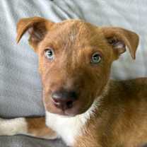 Thumbnail photo of Bow #4