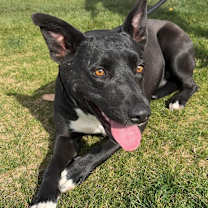 adopt-pet