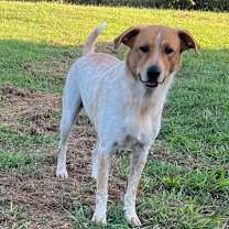 Thumbnail photo of Amber #1