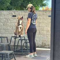 Thumbnail photo of Cesar - Trained *Foster Needed #2