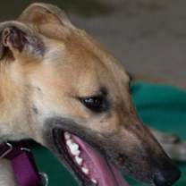 Thumbnail photo of Dirt #1