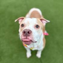 Thumbnail photo of Sensitive Gangster #3