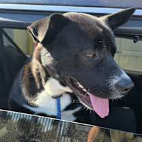 Thumbnail photo of Nova #1