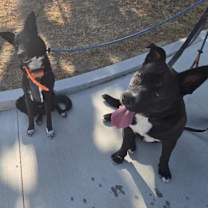 Thumbnail photo of Nova #3