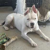 Thumbnail photo of Mafia #2