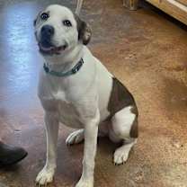 Thumbnail photo of Amiri #2