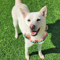 adopt-pet