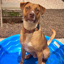 adopt-pet