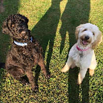 Thumbnail photo of Scout/Race #2