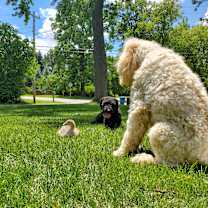 Thumbnail photo of Scout/Race #4