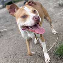 Thumbnail photo of 181086 Tia (Off Site Foster) #3