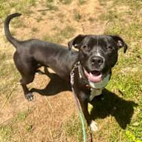 Thumbnail photo of Suki #2