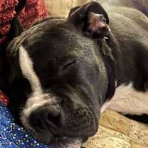 Thumbnail photo of Miko #2