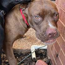 Thumbnail photo of Bagels #2