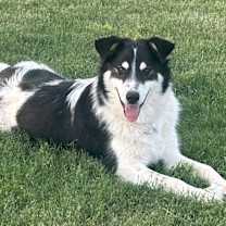 Thumbnail photo of Buddy #4