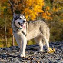 Thumbnail photo of TOGO #2