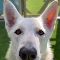 adopt-pet